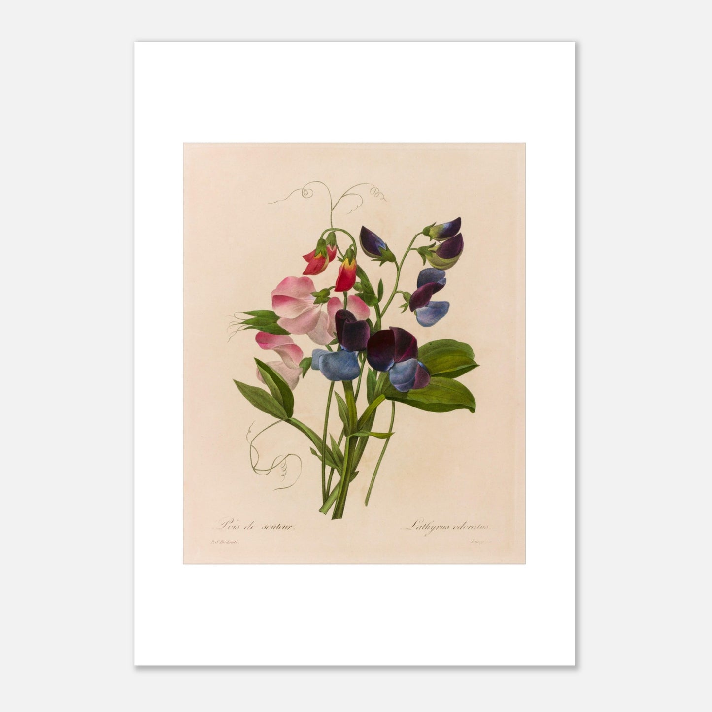 Planche botanique Lathyrus Odoratus (Pois de senteur) par Redouté (42x59,4 cm (A2)). Illustration botanique ancienne par Pierre-Joseph Redouté représentant un bouquet de pois de senteur aux fleurs roses, bleues et pourpres, avec des vrilles et des feuilles vertes.