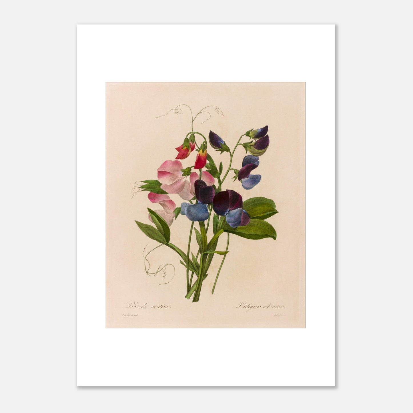 Planche botanique Lathyrus Odoratus (Pois de senteur) par Redouté (50x70 cm). Illustration botanique ancienne par Pierre-Joseph Redouté représentant un bouquet de pois de senteur aux fleurs roses, bleues et pourpres, avec des vrilles et des feuilles vertes.