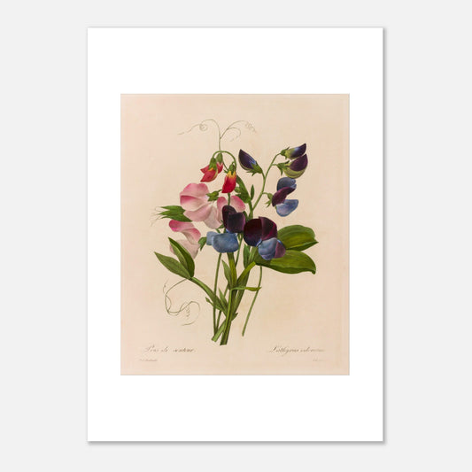 Planche botanique Lathyrus Odoratus (Pois de senteur) par Redouté (50x70 cm). Illustration botanique ancienne par Pierre-Joseph Redouté représentant un bouquet de pois de senteur aux fleurs roses, bleues et pourpres, avec des vrilles et des feuilles vertes.