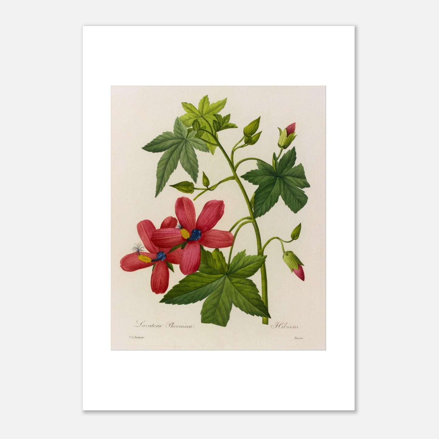 Planche botanique ancienne Lavatera Phoenicea par Pierre-Joseph Redouté (21x29,7 cm (A4)). Gravure botanique ancienne par Pierre-Joseph Redouté représentant des fleurs de Lavatera Phænicea d'un rouge vif avec un centre bleu, des feuilles vertes et des bourgeons.
