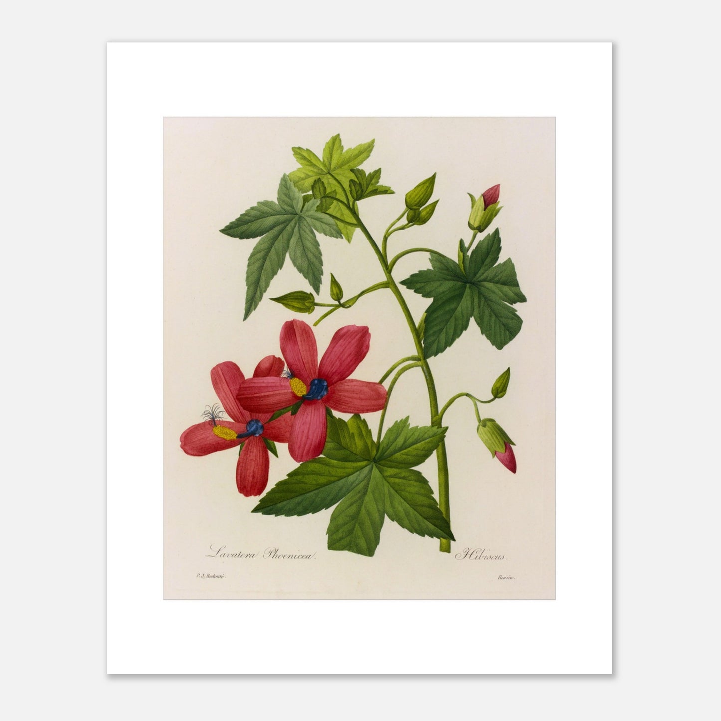 Planche botanique ancienne Lavatera Phoenicea par Pierre-Joseph Redouté (40x50 cm). Gravure botanique ancienne par Pierre-Joseph Redouté représentant des fleurs de Lavatera Phænicea d'un rouge vif avec un centre bleu, des feuilles vertes et des bourgeons.