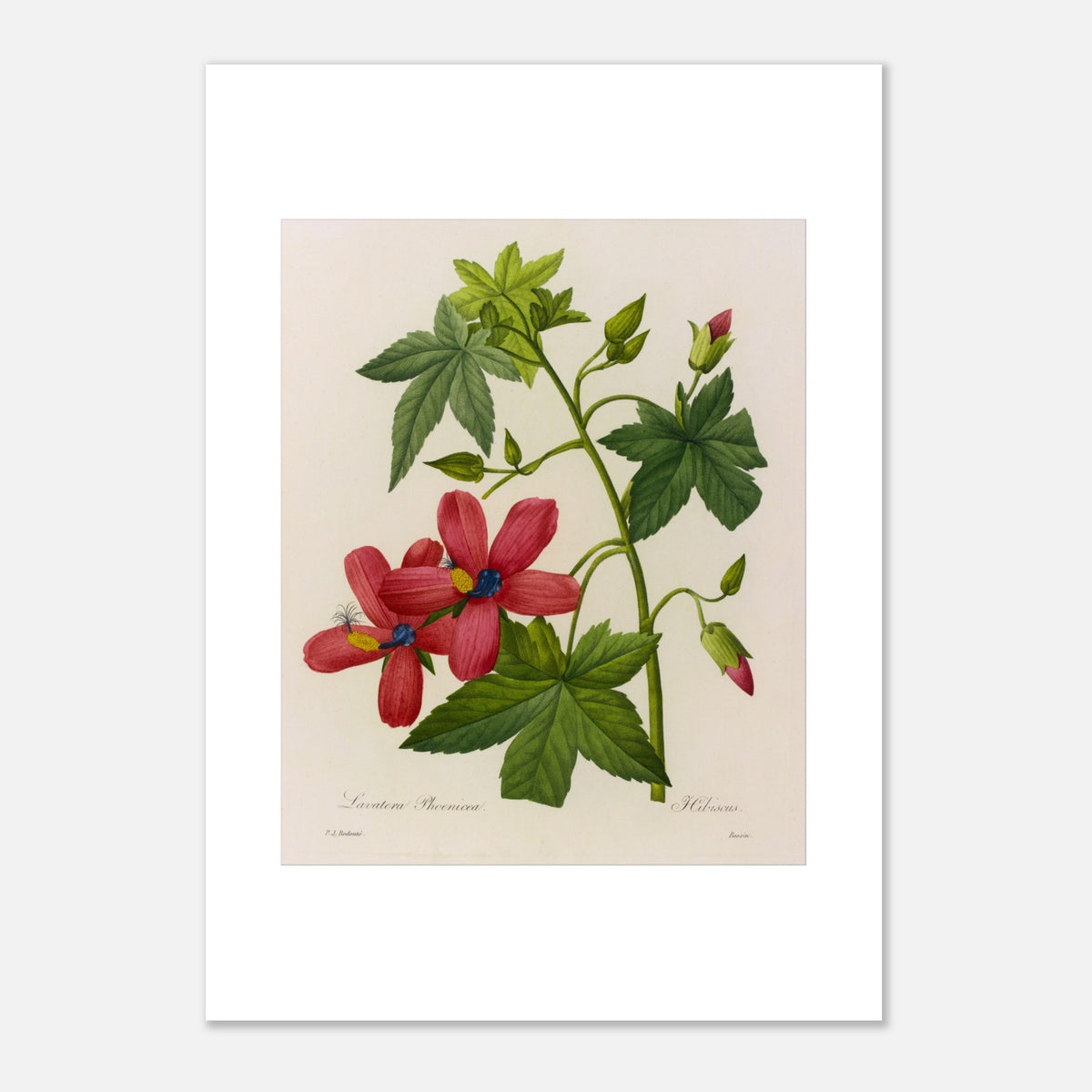 Alte botanische Tafel Lavatera Phoenicea von Pierre-Joseph Redouté (42x59,4 cm (A2)). Antiker botanischer Stich von Pierre-Joseph Redouté, der leuchtend rote Lavatera Phænicea-Blüten mit blauem Zentrum, grünen Blättern und Knospen darstellt.