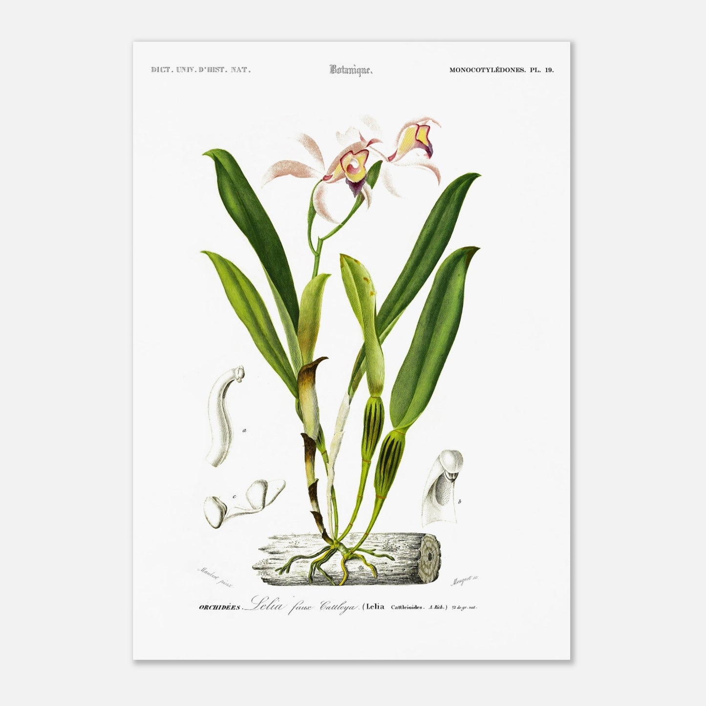 Planche botanique ancienne : Lelia faux Cattleya par Charles d'Orbigny (42x59,4 cm (A2)). Illustration botanique d'une orchidée rose et jaune nommée Lelia faux Cattleya, avec des détails anatomiques de la fleur et des feuilles.