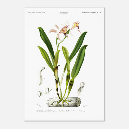 Planche botanique ancienne : Lelia faux Cattleya par Charles d'Orbigny (42x59,4 cm (A2)). Illustration botanique d'une orchidée rose et jaune nommée Lelia faux Cattleya, avec des détails anatomiques de la fleur et des feuilles.