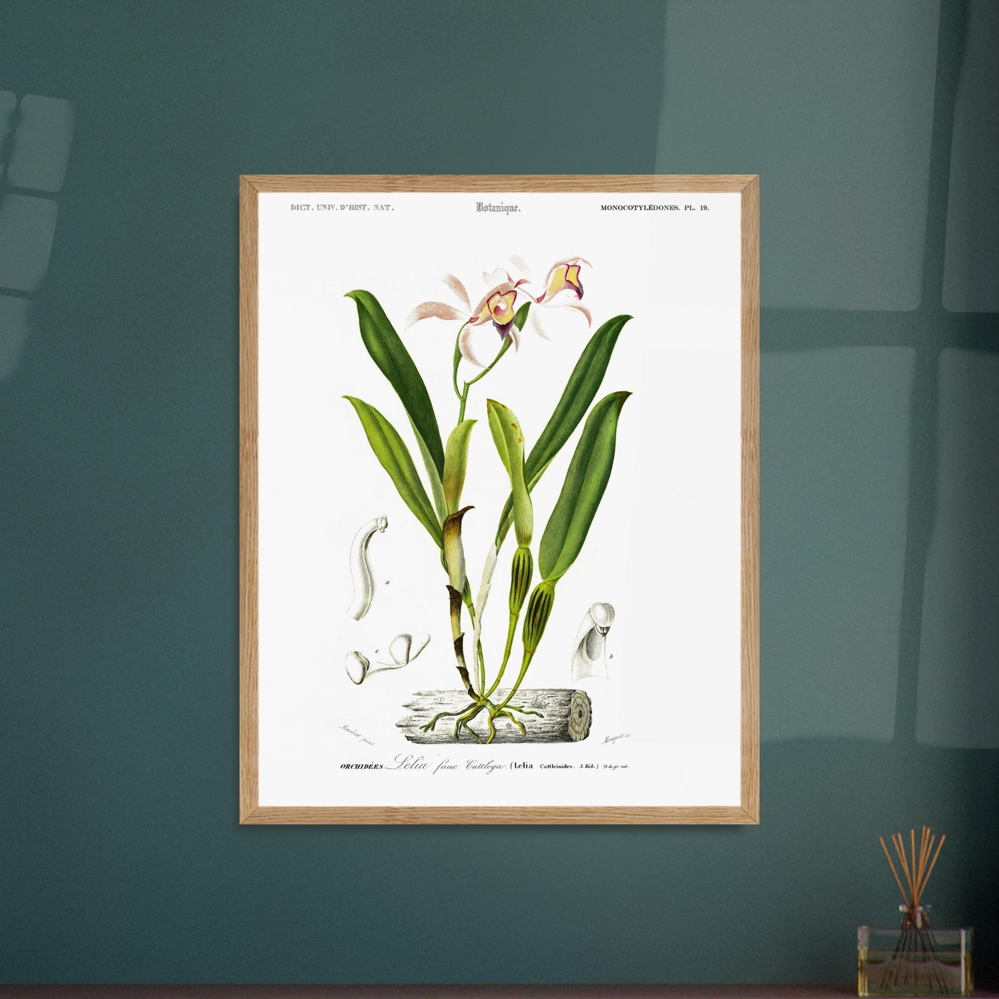 Planche botanique ancienne : Lelia faux Cattleya par Charles d'Orbigny. Illustration botanique d'une orchidée rose et jaune nommée Lelia faux Cattleya, avec des détails anatomiques de la fleur et des feuilles. Image d'illustration 5