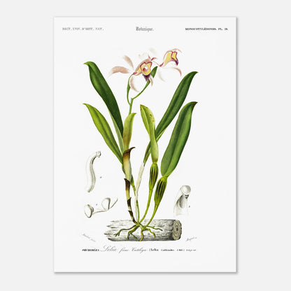 Planche botanique ancienne : Lelia faux Cattleya par Charles d'Orbigny (50x70 cm). Illustration botanique d'une orchidée rose et jaune nommée Lelia faux Cattleya, avec des détails anatomiques de la fleur et des feuilles.
