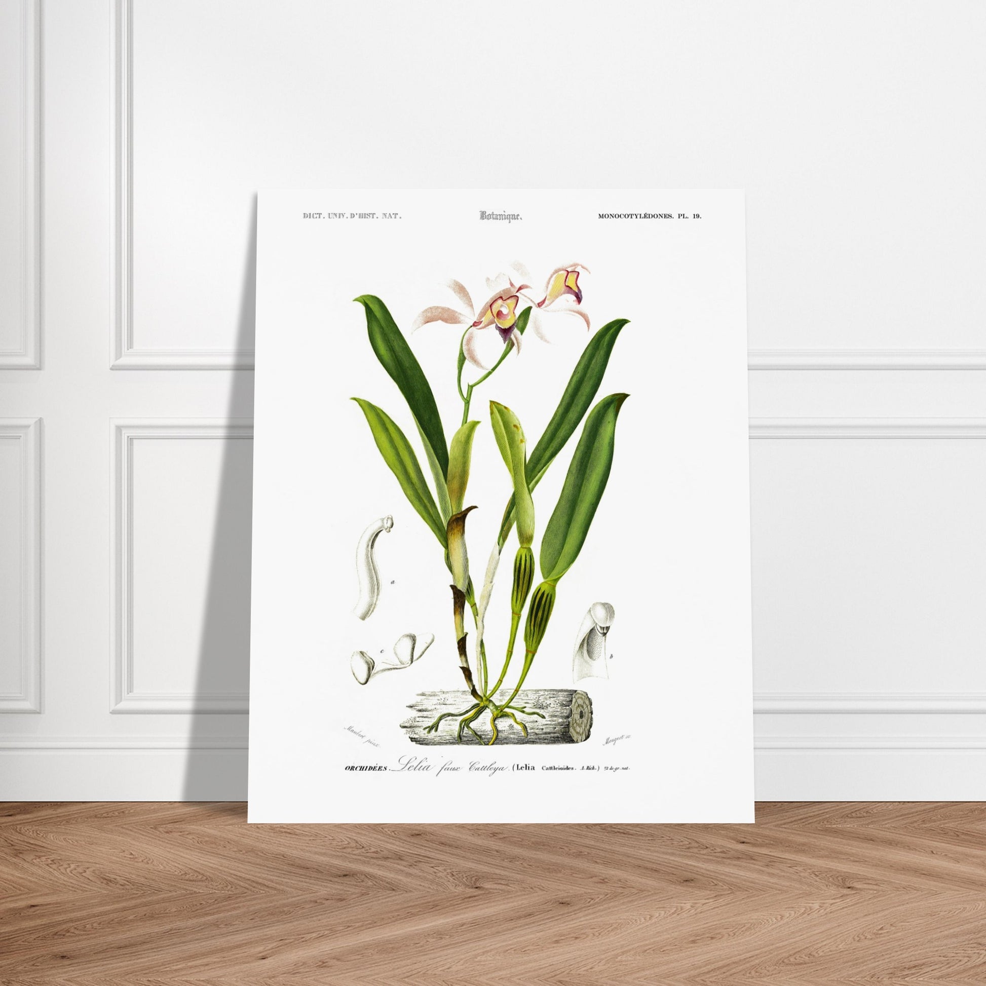 Planche botanique ancienne : Lelia faux Cattleya par Charles d'Orbigny. Illustration botanique d'une orchidée rose et jaune nommée Lelia faux Cattleya, avec des détails anatomiques de la fleur et des feuilles. Image d'illustration 6