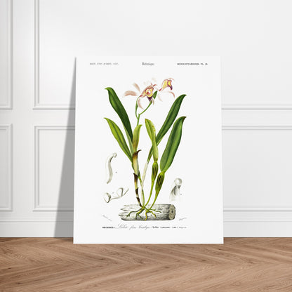 Planche botanique ancienne : Lelia faux Cattleya par Charles d'Orbigny. Illustration botanique d'une orchidée rose et jaune nommée Lelia faux Cattleya, avec des détails anatomiques de la fleur et des feuilles. Image d'illustration 6