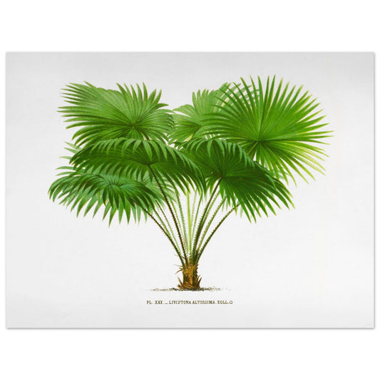 Planche botanique vintage : Livistona Altissima des 3les de la Sonde (30x40 cm). Illustration botanique ancienne du palmier Livistona Altissima.