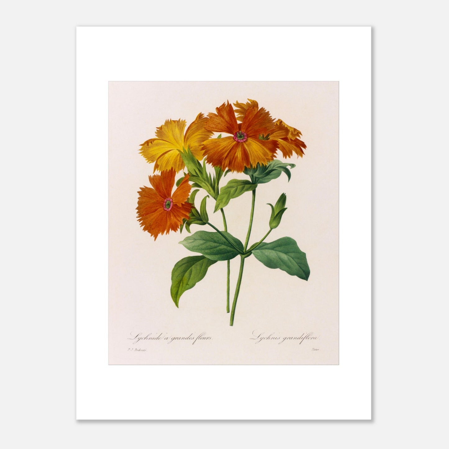 Planche botanique ancienne Lychnide à Grandes Fleurs par Pierre-Joseph Redouté (30x40 cm). Planche botanique ancienne, peinte par Pierre-Joseph Redouté, montrant plusieurs fleurs d'un orange vif et jaune, avec des feuilles vertes.