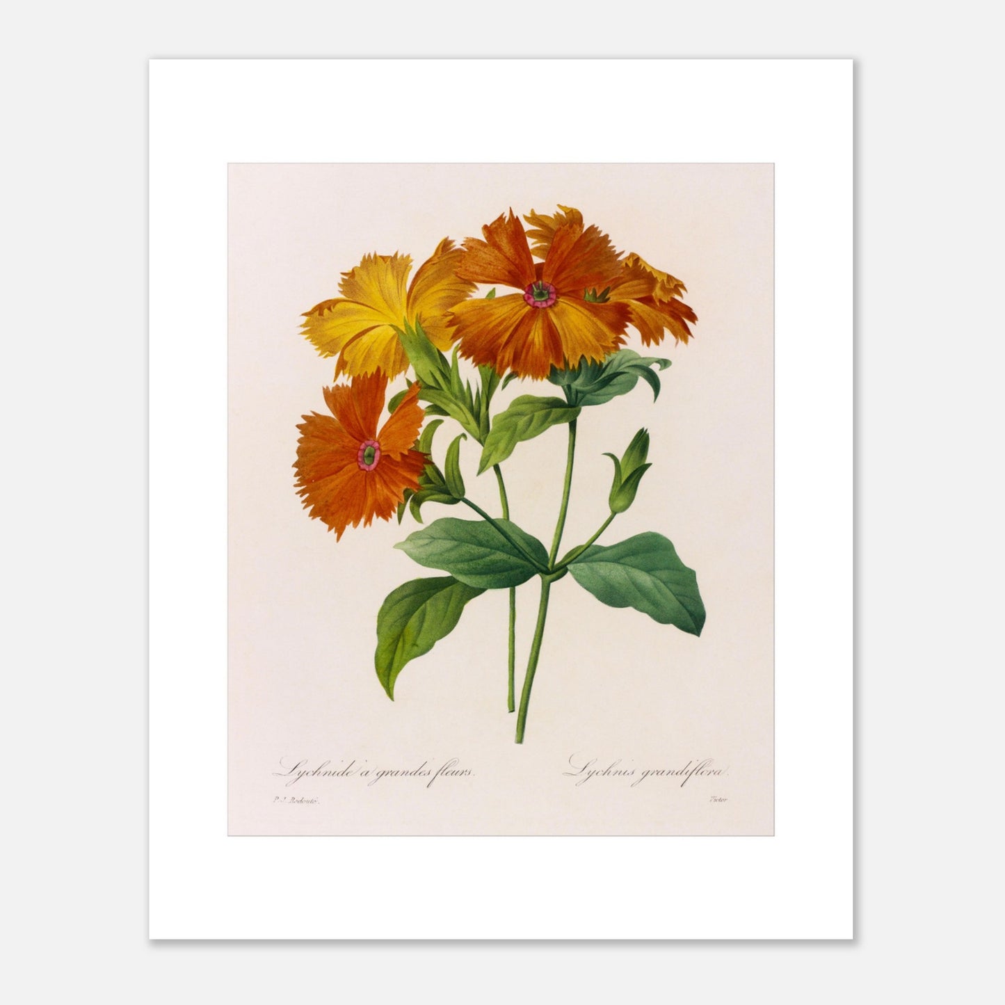 Planche botanique ancienne Lychnide à Grandes Fleurs par Pierre-Joseph Redouté (40x50 cm). Planche botanique ancienne, peinte par Pierre-Joseph Redouté, montrant plusieurs fleurs d'un orange vif et jaune, avec des feuilles vertes.