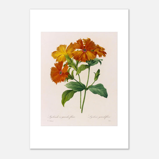 Planche botanique ancienne Lychnide à Grandes Fleurs par Pierre-Joseph Redouté (42x59,4 cm (A2)). Planche botanique ancienne, peinte par Pierre-Joseph Redouté, montrant plusieurs fleurs d'un orange vif et jaune, avec des feuilles vertes.