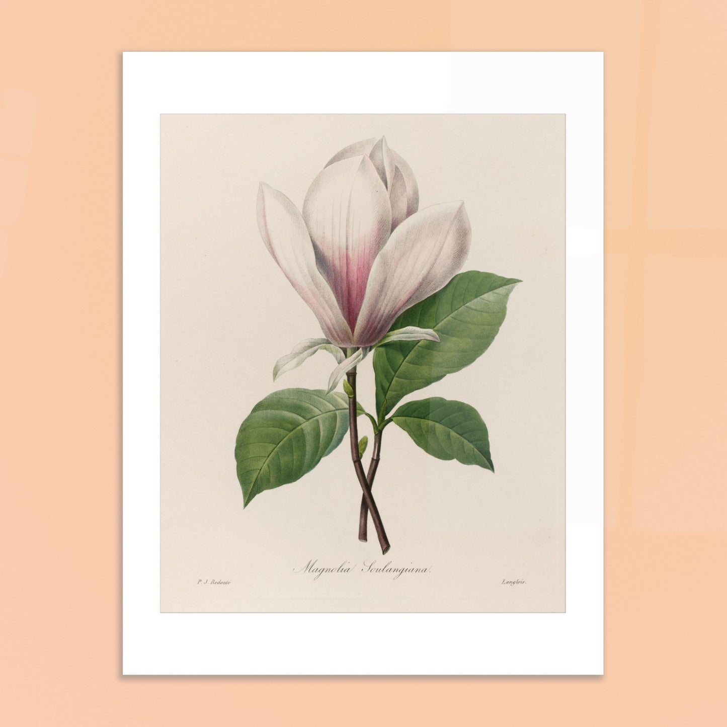 Planche botanique Magnolia Soulangeana par Pierre-Joseph Redouté. Planche botanique de Magnolia Soulangeana par Pierre-Joseph Redouté. Image d'illustration 6