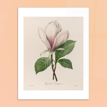 Planche botanique Magnolia Soulangeana par Pierre-Joseph Redouté. Planche botanique de Magnolia Soulangeana par Pierre-Joseph Redouté. Image d'illustration 6