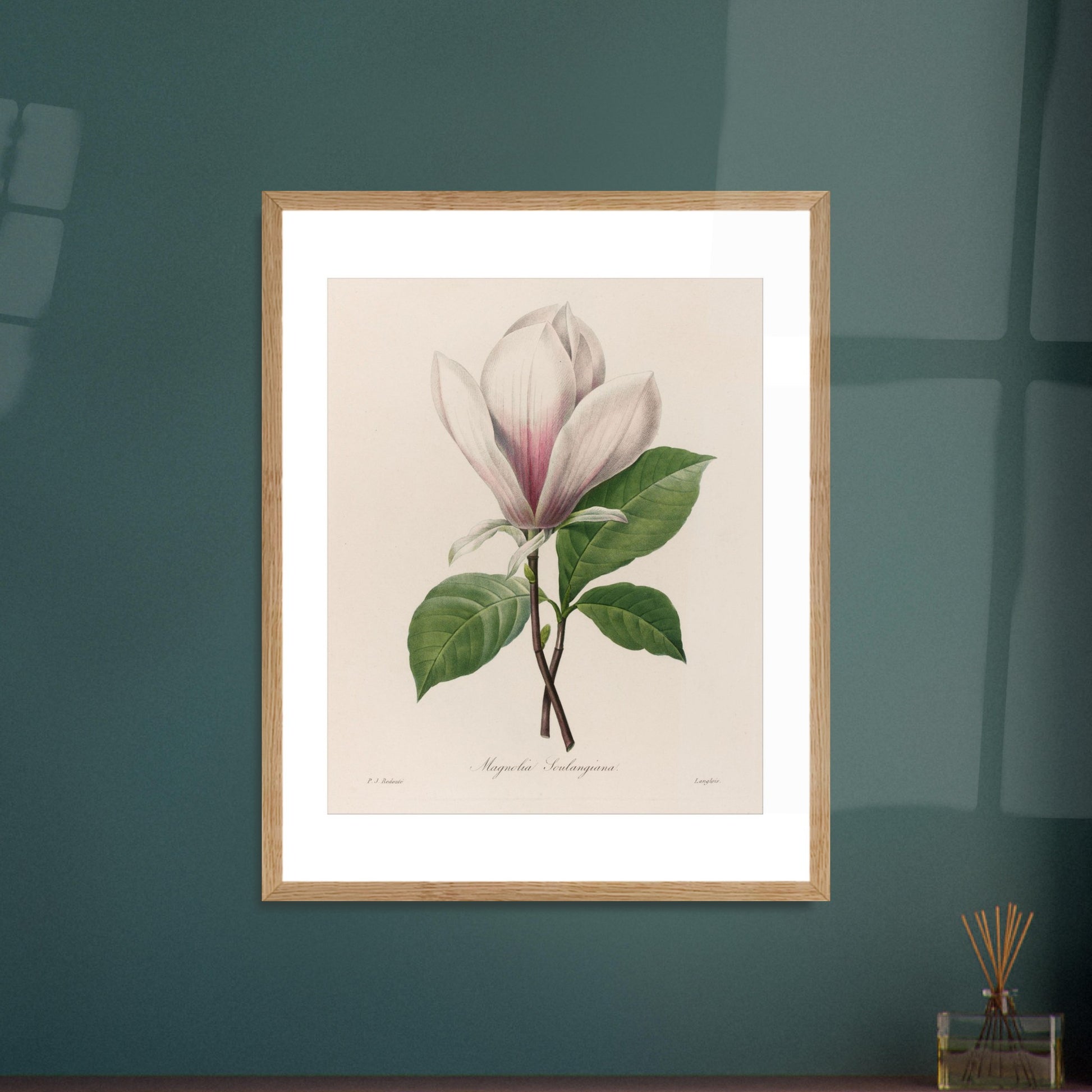 Planche botanique Magnolia Soulangeana par Pierre-Joseph Redouté. Planche botanique de Magnolia Soulangeana par Pierre-Joseph Redouté. Image d'illustration 7