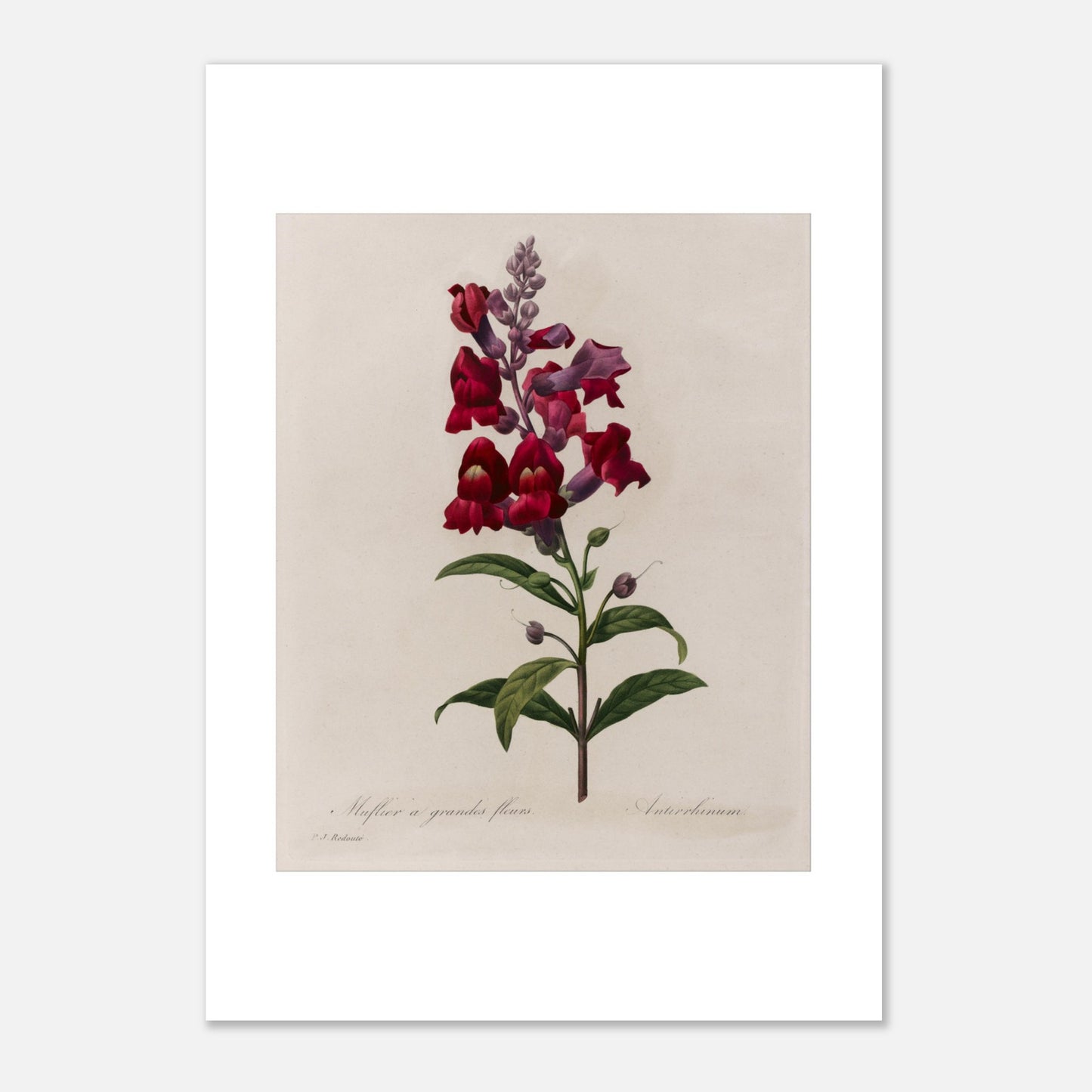 Planche botanique ancienne Muflier à Grandes Fleurs par Pierre-Joseph Redouté (21x29,7 cm (A4)). Planche botanique d'un Muflier à Grandes Fleurs par Pierre-Joseph Redouté, représentant une tige de fleurs rouges et violettes, avec des feuilles vertes.