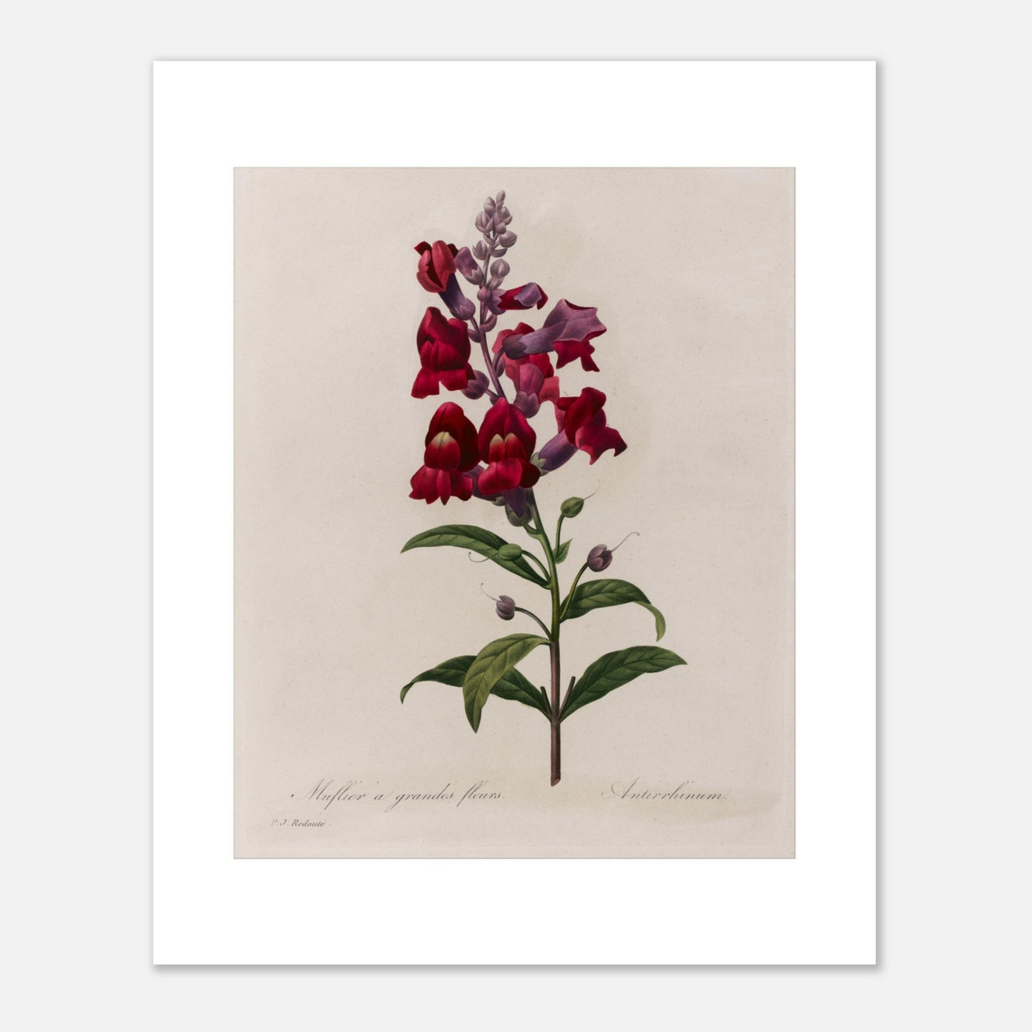 Planche botanique ancienne Muflier à Grandes Fleurs par Pierre-Joseph Redouté (40x50 cm). Planche botanique d'un Muflier à Grandes Fleurs par Pierre-Joseph Redouté, représentant une tige de fleurs rouges et violettes, avec des feuilles vertes.