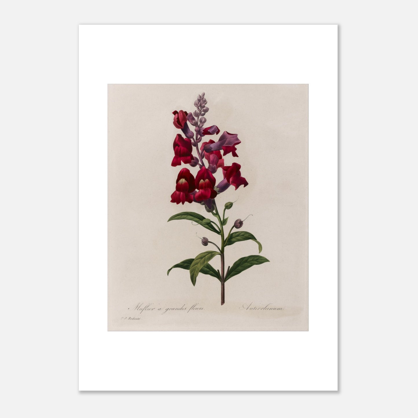 Planche botanique ancienne Muflier à Grandes Fleurs par Pierre-Joseph Redouté (42x59,4 cm (A2)). Planche botanique d'un Muflier à Grandes Fleurs par Pierre-Joseph Redouté, représentant une tige de fleurs rouges et violettes, avec des feuilles vertes.
