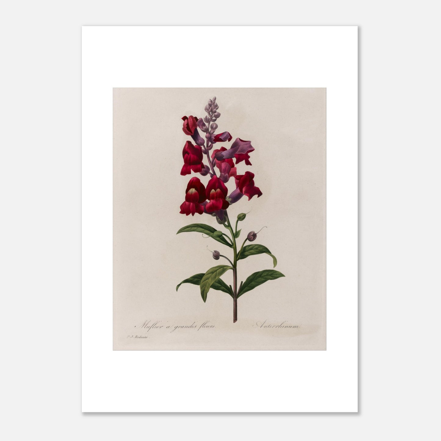 Planche botanique ancienne Muflier à Grandes Fleurs par Pierre-Joseph Redouté (50x70 cm). Planche botanique d'un Muflier à Grandes Fleurs par Pierre-Joseph Redouté, représentant une tige de fleurs rouges et violettes, avec des feuilles vertes.