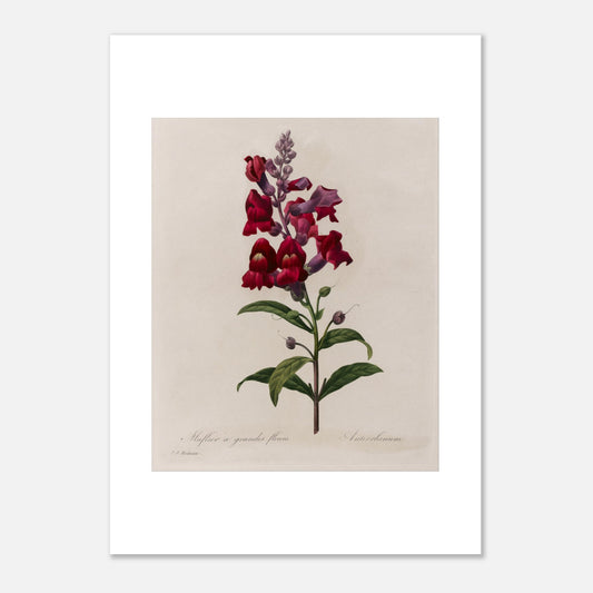 Planche botanique ancienne Muflier à Grandes Fleurs par Pierre-Joseph Redouté (50x70 cm). Planche botanique d'un Muflier à Grandes Fleurs par Pierre-Joseph Redouté, représentant une tige de fleurs rouges et violettes, avec des feuilles vertes.