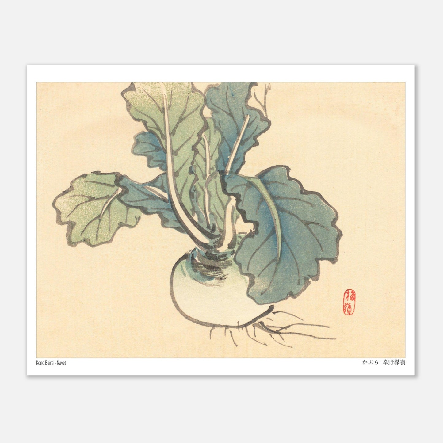Planche botanique d'un Navet par l'artiste japonais Kōno Bairei (20x25 cm). Illustration botanique d'un navet aux feuilles vertes et à la racine blanche, dessinée par Kōno Bairei sur fond beige.