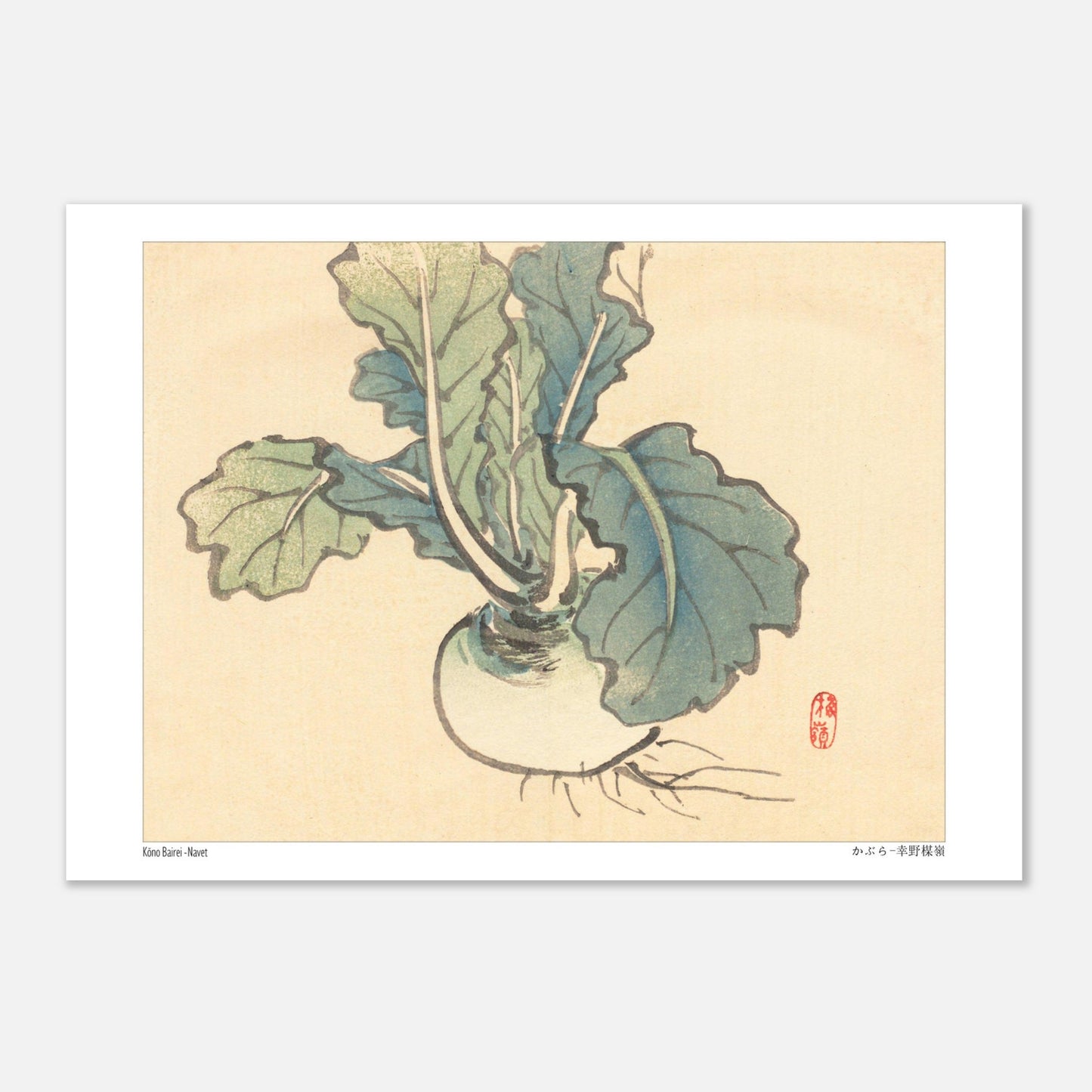 Planche botanique d'un Navet par l'artiste japonais Kōno Bairei (21x29,7 cm (A4)). Illustration botanique d'un navet aux feuilles vertes et à la racine blanche, dessinée par Kōno Bairei sur fond beige.