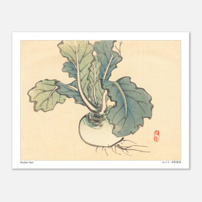 Planche botanique d'un Navet par l'artiste japonais Kōno Bairei (27x35 cm). Illustration botanique d'un navet aux feuilles vertes et à la racine blanche, dessinée par Kōno Bairei sur fond beige.