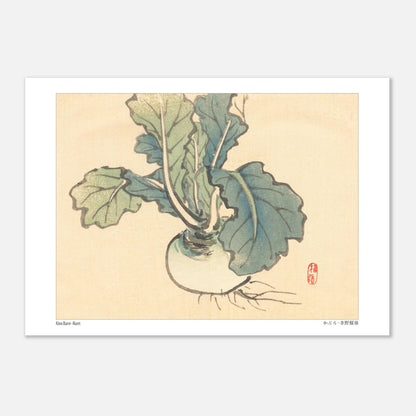 Planche botanique d'un Navet par l'artiste japonais Kōno Bairei (29,7x42 cm (A3)). Illustration botanique d'un navet aux feuilles vertes et à la racine blanche, dessinée par Kōno Bairei sur fond beige.