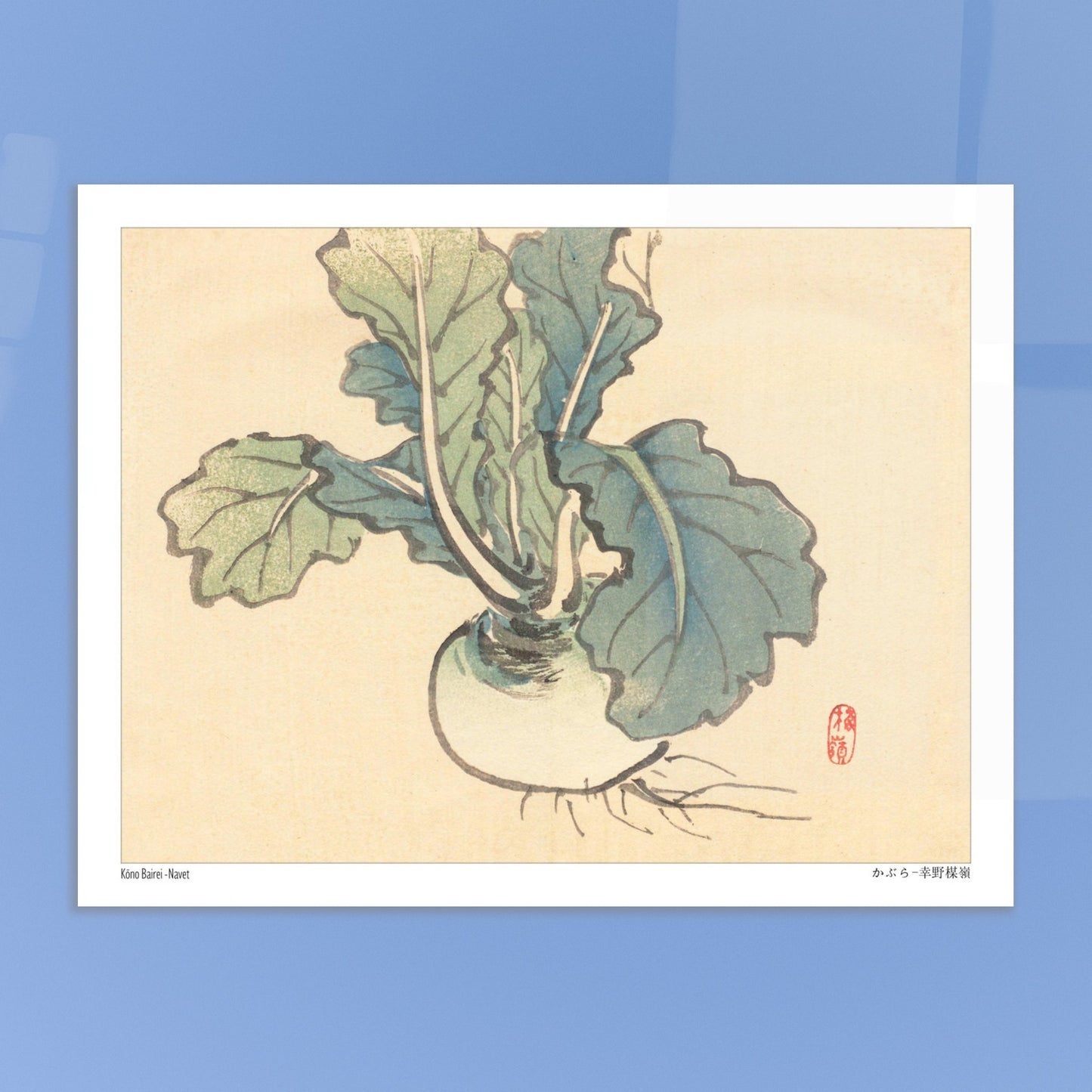 Planche botanique d'un Navet par l'artiste japonais Kōno Bairei. Illustration botanique d'un navet aux feuilles vertes et à la racine blanche, dessinée par Kōno Bairei sur fond beige. Image d'illustration 5