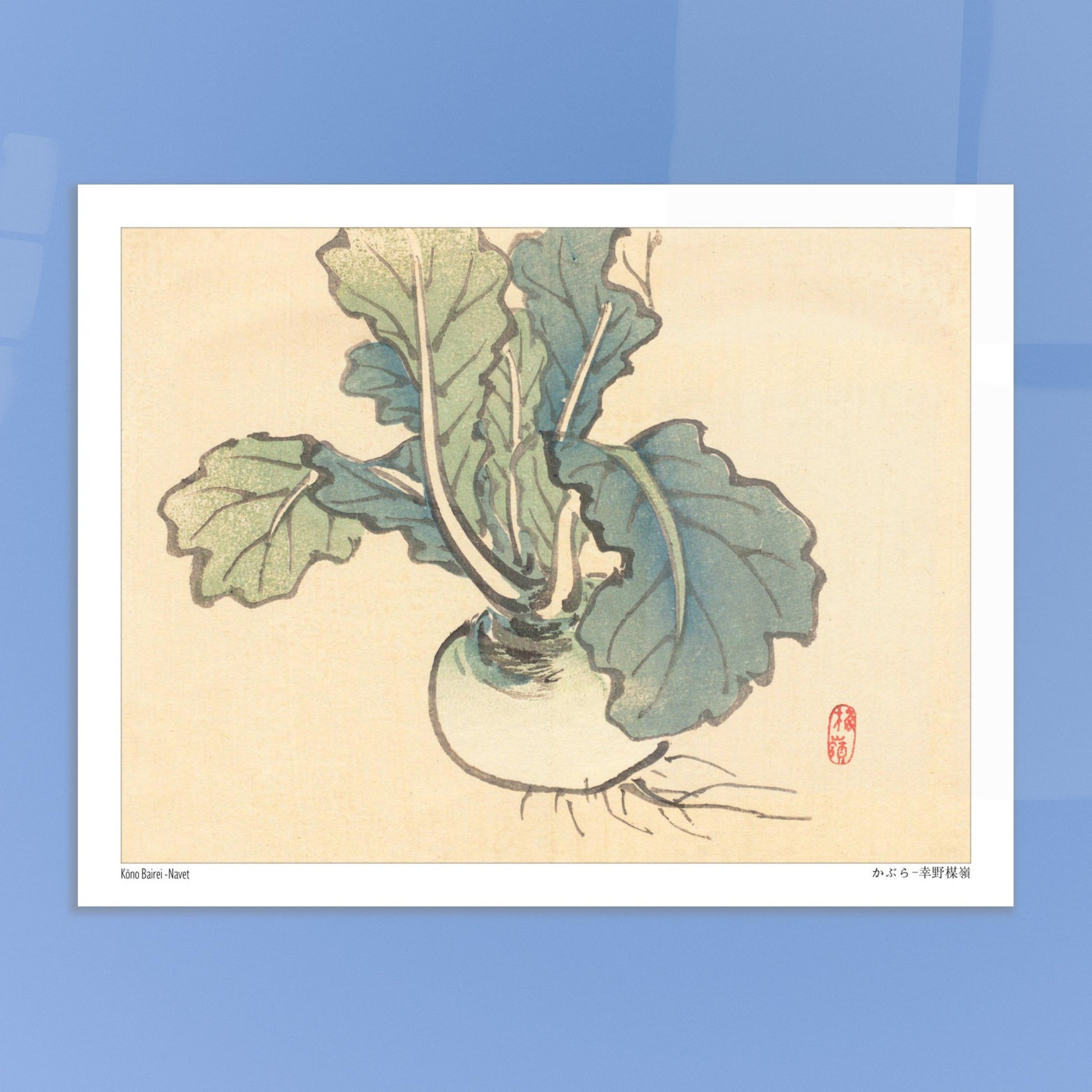 Planche botanique d'un Navet par l'artiste japonais Kōno Bairei. Illustration botanique d'un navet aux feuilles vertes et à la racine blanche, dessinée par Kōno Bairei sur fond beige. Image d'illustration 5