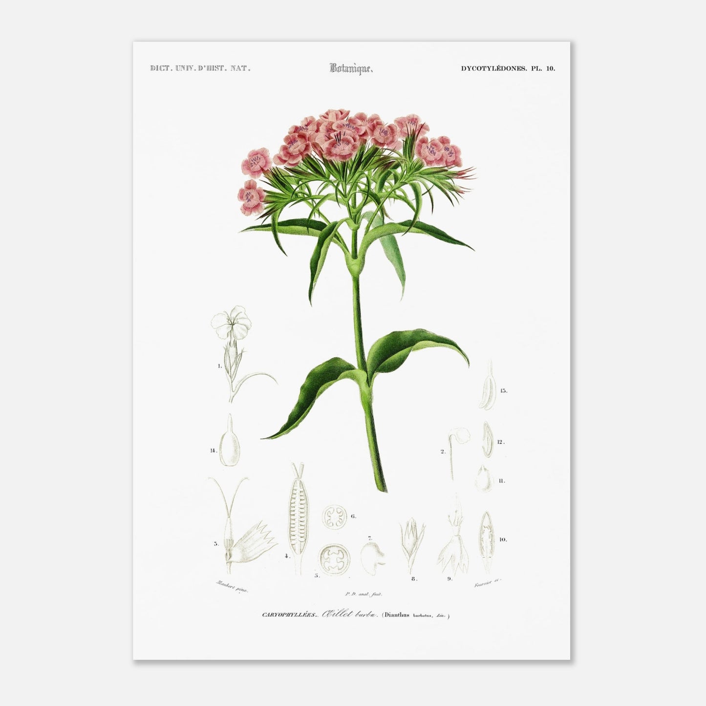 Planche botanique ancienne : Œillet barbu par d'Orbigny (29,7x42 cm (A3)). Planche de botanique par Charles d'Orbigny, illustrant un OEillet barbu avec ses fleurs roses et ses détails anatomiques.