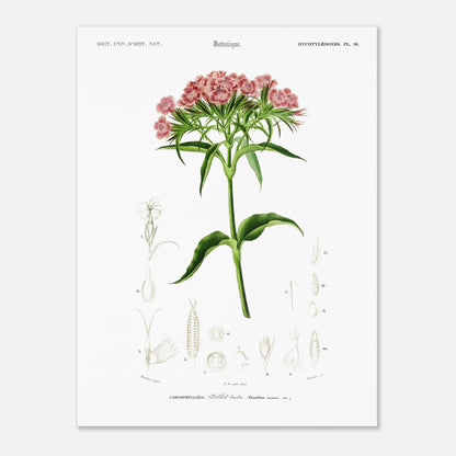 Planche botanique ancienne : Œillet barbu par d'Orbigny (30x40 cm). Planche de botanique par Charles d'Orbigny, illustrant un OEillet barbu avec ses fleurs roses et ses détails anatomiques.