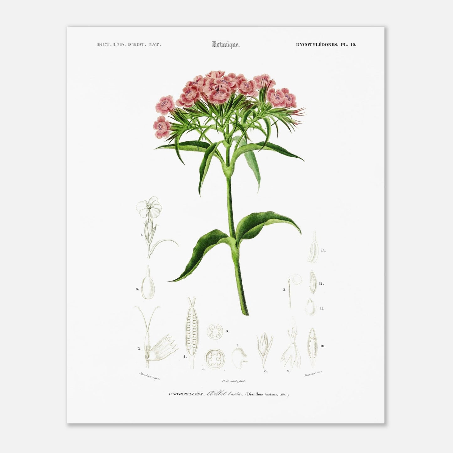 Planche botanique ancienne : Œillet barbu par d'Orbigny (40x50 cm). Planche de botanique par Charles d'Orbigny, illustrant un OEillet barbu avec ses fleurs roses et ses détails anatomiques.