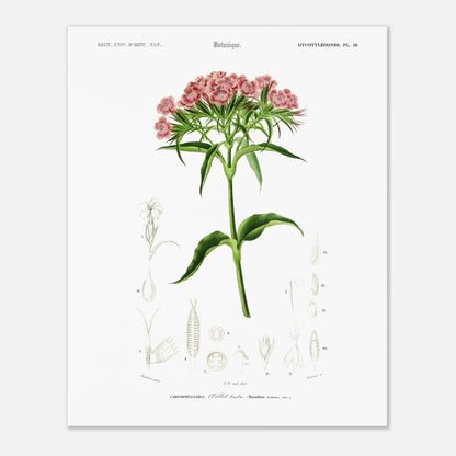 Planche botanique ancienne : Œillet barbu par d'Orbigny (40x50 cm). Planche de botanique par Charles d'Orbigny, illustrant un OEillet barbu avec ses fleurs roses et ses détails anatomiques.