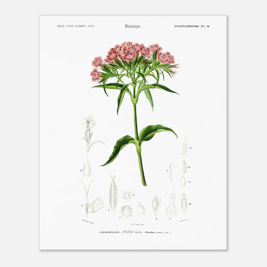 Planche botanique ancienne : Œillet barbu par d'Orbigny (40x50 cm). Planche de botanique par Charles d'Orbigny, illustrant un OEillet barbu avec ses fleurs roses et ses détails anatomiques.