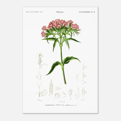 Planche botanique ancienne : Œillet barbu par d'Orbigny (42x59,4 cm (A2)). Planche de botanique par Charles d'Orbigny, illustrant un OEillet barbu avec ses fleurs roses et ses détails anatomiques.