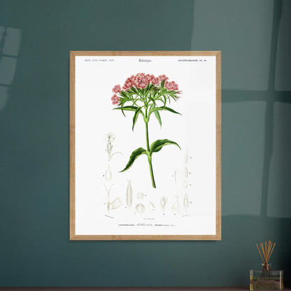 Planche botanique ancienne : Œillet barbu par d'Orbigny. Planche de botanique par Charles d'Orbigny, illustrant un OEillet barbu avec ses fleurs roses et ses détails anatomiques. Image d'illustration 5