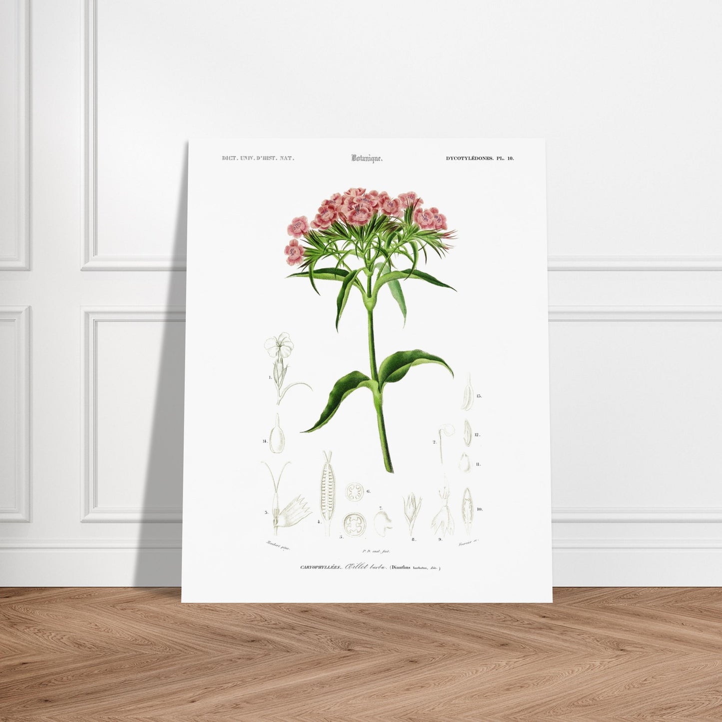 Planche botanique ancienne : Œillet barbu par d'Orbigny. Planche de botanique par Charles d'Orbigny, illustrant un OEillet barbu avec ses fleurs roses et ses détails anatomiques. Image d'illustration 6