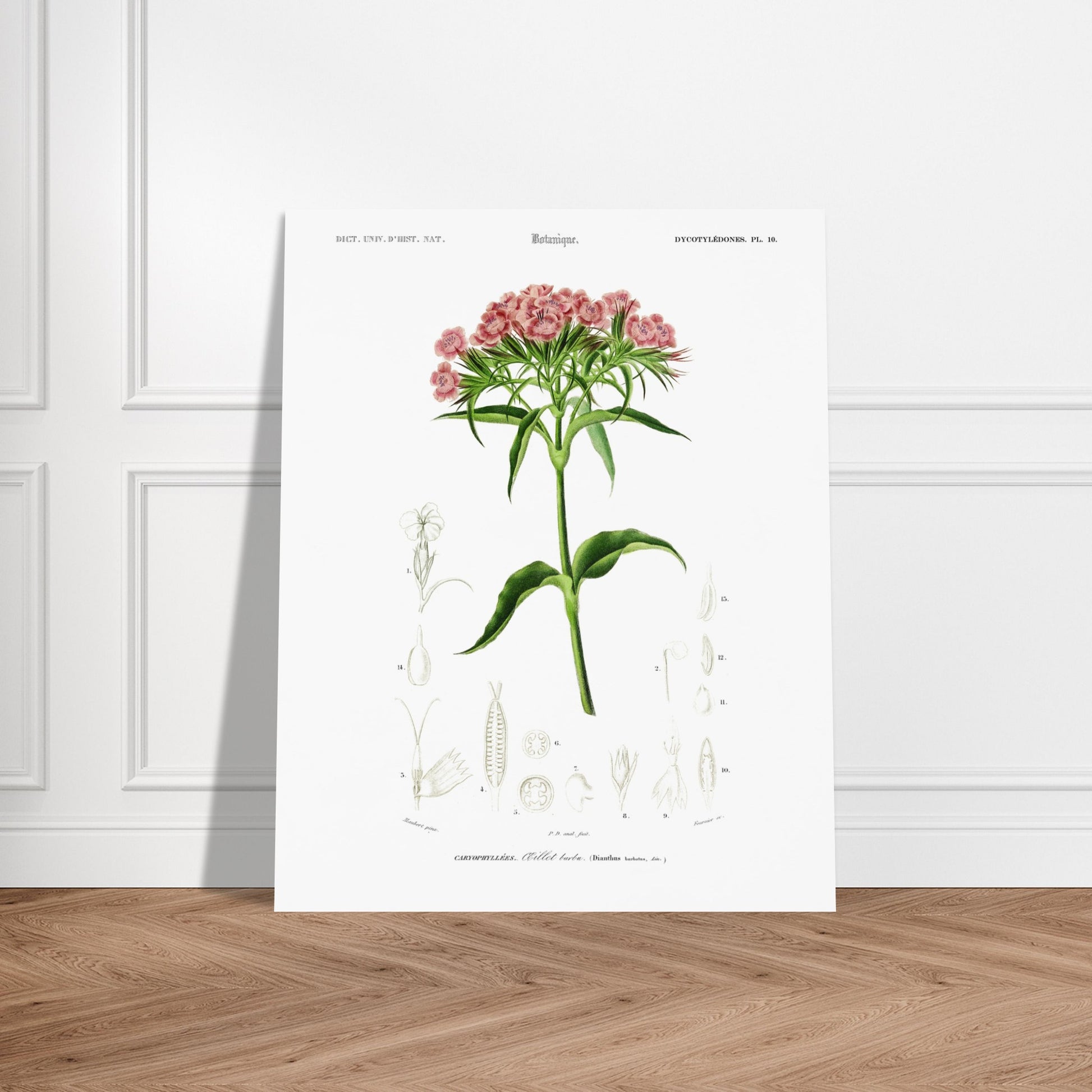 Planche botanique ancienne : Œillet barbu par d'Orbigny. Planche de botanique par Charles d'Orbigny, illustrant un OEillet barbu avec ses fleurs roses et ses détails anatomiques. Image d'illustration 6