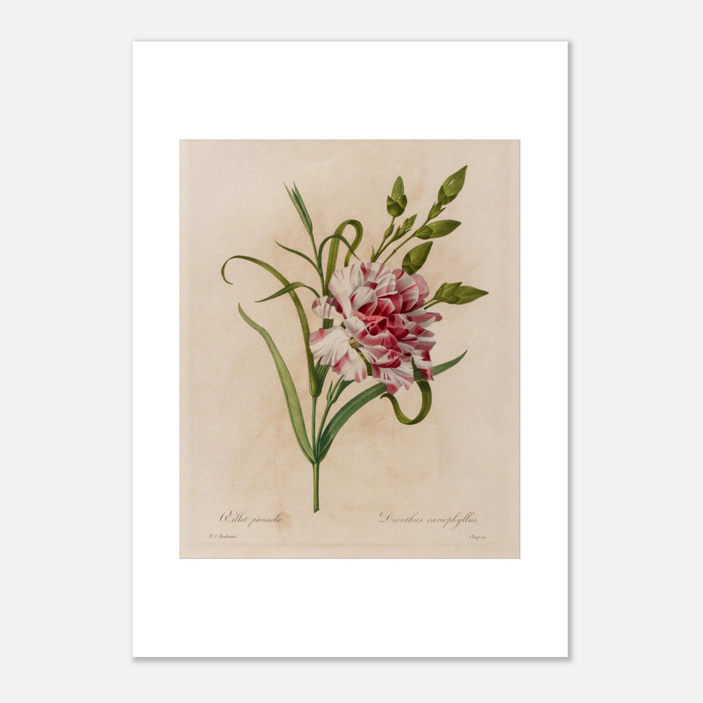 Planche botanique ancienne Oeillet Panaché par Redouté (29,7x42 cm (A3)). Gravure botanique ancienne de Pierre-Joseph Redouté représentant un œillet panaché rose et blanc, avec des feuilles vertes.
