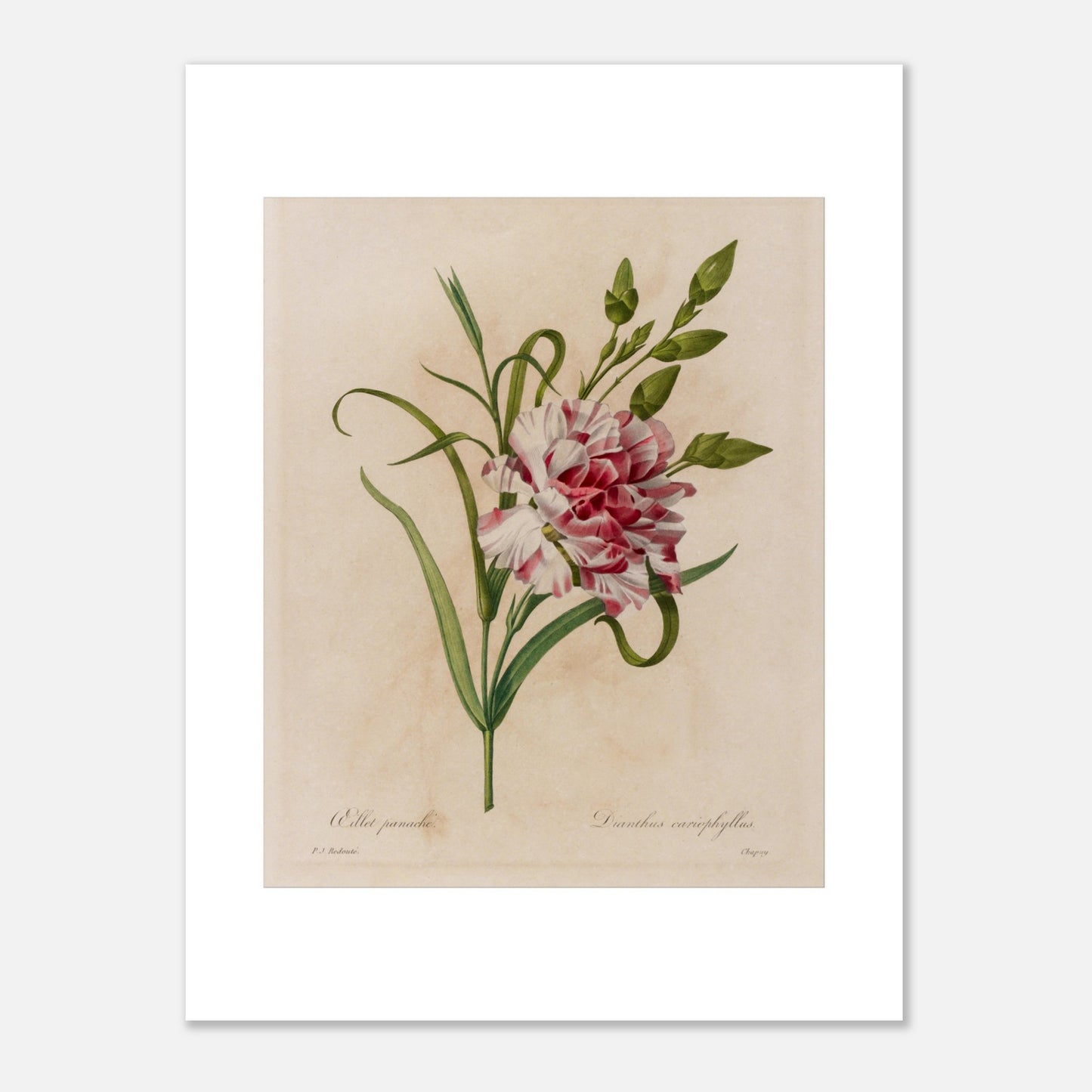 Planche botanique ancienne Oeillet Panaché par Redouté (30x40 cm). Gravure botanique ancienne de Pierre-Joseph Redouté représentant un œillet panaché rose et blanc, avec des feuilles vertes.