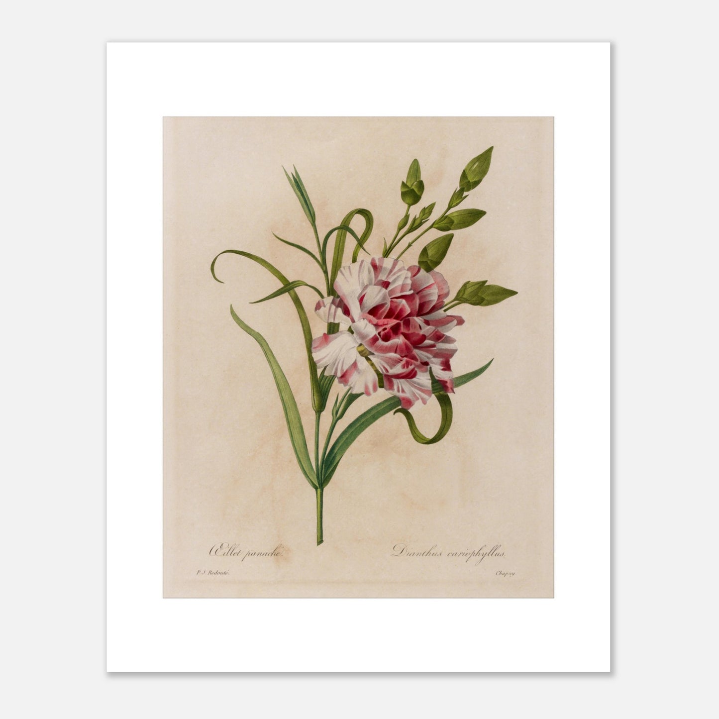 Planche botanique ancienne Oeillet Panaché par Redouté (40x50 cm). Gravure botanique ancienne de Pierre-Joseph Redouté représentant un œillet panaché rose et blanc, avec des feuilles vertes.