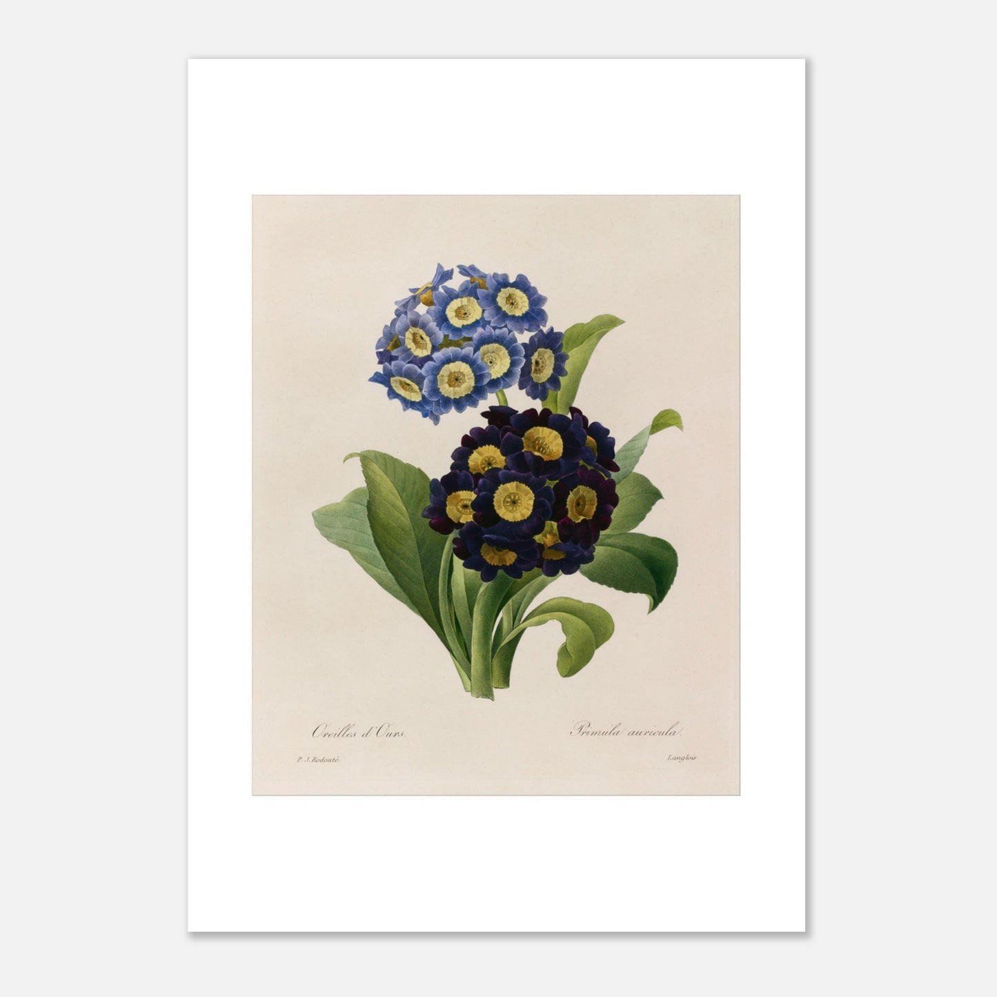 Planche botanique Oreilles d’Ours (Primula Auricula) de Redouté (21x29,7 cm (A4)). Planche d'herbier illustrée par Pierre-Joseph Redouté, montrant des fleurs bleues et violettes denses de "Oreilles d’Ours" (Primula auricula) avec des feuilles vertes.