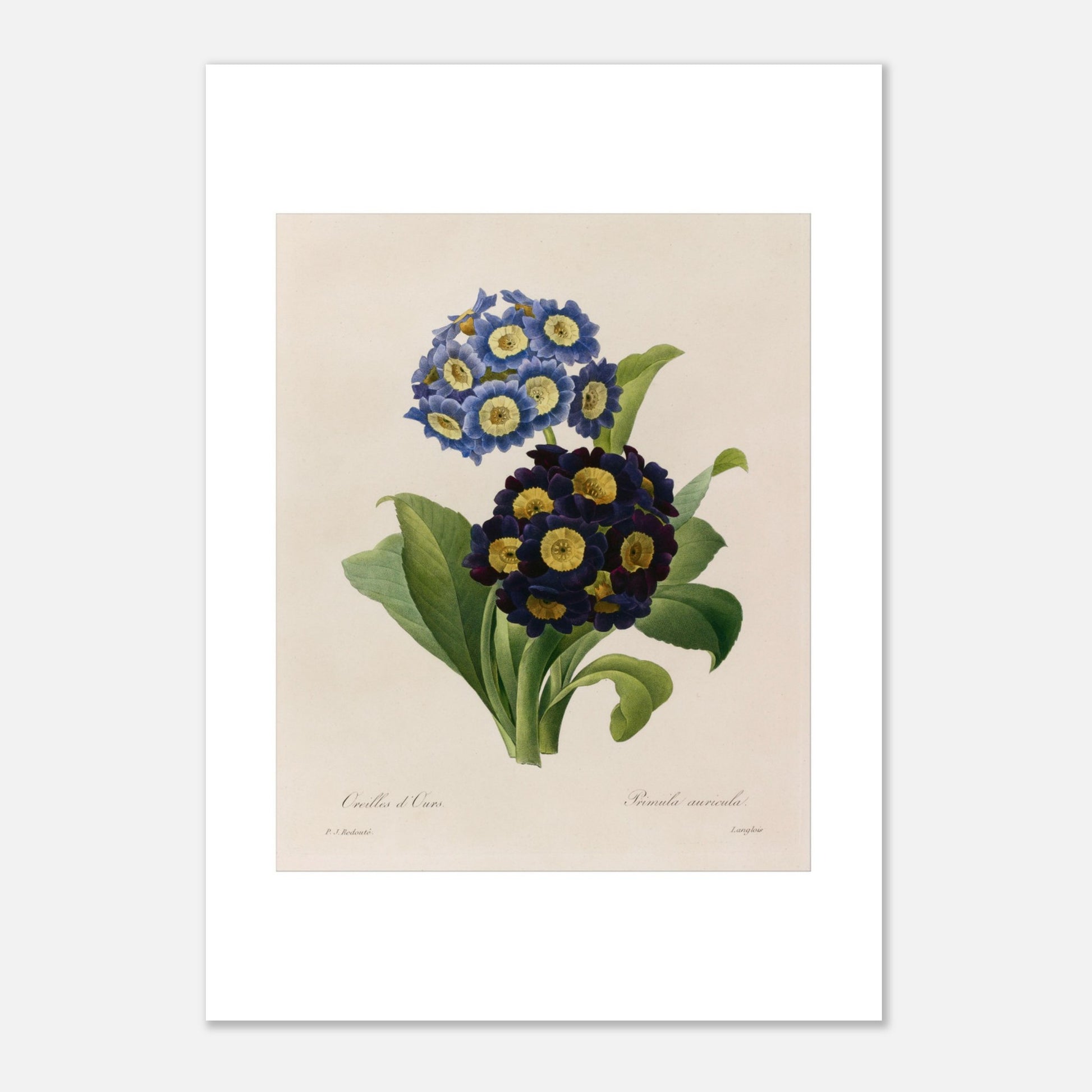 Planche botanique Oreilles d’Ours (Primula Auricula) de Redouté (21x29,7 cm (A4)). Planche d'herbier illustrée par Pierre-Joseph Redouté, montrant des fleurs bleues et violettes denses de "Oreilles d’Ours" (Primula auricula) avec des feuilles vertes.
