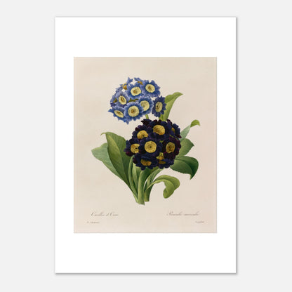 Planche botanique Oreilles d’Ours (Primula Auricula) de Redouté (21x29,7 cm (A4)). Planche d'herbier illustrée par Pierre-Joseph Redouté, montrant des fleurs bleues et violettes denses de "Oreilles d’Ours" (Primula auricula) avec des feuilles vertes.
