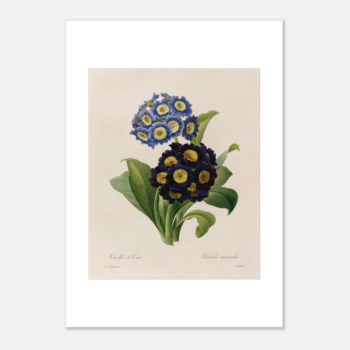 Botanical Plate Bear's Ear (Primula Auricula) by Redouté (21x29,7 cm (A4) / 8.3x11.7″). Herbarium plate illustrated by Pierre-Joseph Redouté, showing dense blue and purple flowers of 'Oreilles d’Ours' (Primula auricula) with green leaves.