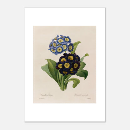 Planche botanique Oreilles d’Ours (Primula Auricula) de Redouté (29,7x42 cm (A3)). Planche d'herbier illustrée par Pierre-Joseph Redouté, montrant des fleurs bleues et violettes denses de "Oreilles d’Ours" (Primula auricula) avec des feuilles vertes.