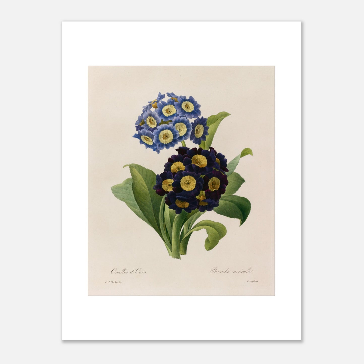 Planche botanique Oreilles d’Ours (Primula Auricula) de Redouté (30x40 cm). Planche d'herbier illustrée par Pierre-Joseph Redouté, montrant des fleurs bleues et violettes denses de "Oreilles d’Ours" (Primula auricula) avec des feuilles vertes.