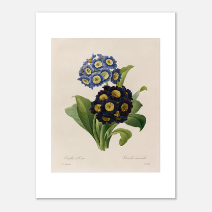 Planche botanique Oreilles d’Ours (Primula Auricula) de Redouté (30x40 cm). Planche d'herbier illustrée par Pierre-Joseph Redouté, montrant des fleurs bleues et violettes denses de "Oreilles d’Ours" (Primula auricula) avec des feuilles vertes.