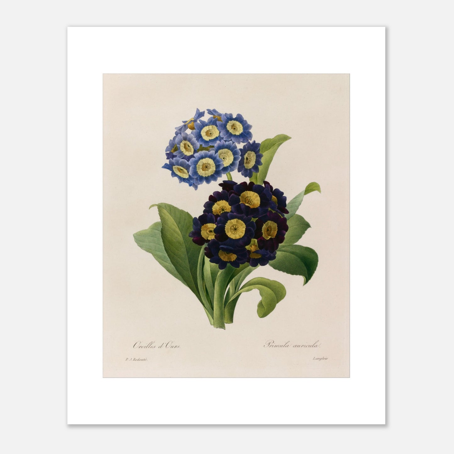 Planche botanique Oreilles d’Ours (Primula Auricula) de Redouté (40x50 cm). Planche d'herbier illustrée par Pierre-Joseph Redouté, montrant des fleurs bleues et violettes denses de "Oreilles d’Ours" (Primula auricula) avec des feuilles vertes.
